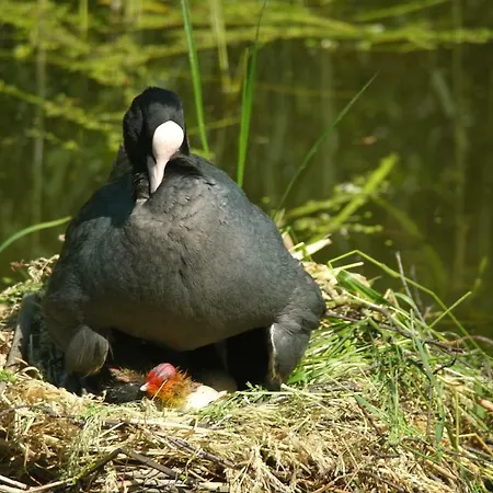 Jo's 度假居 Purmer