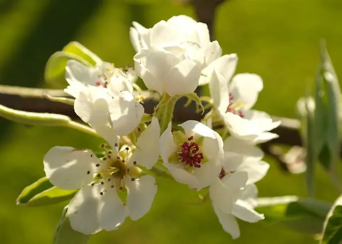 Jo's Hébergement de vacances Purmer