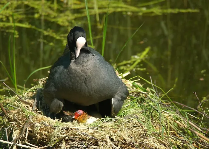Jo's Hébergement de vacances Purmer
