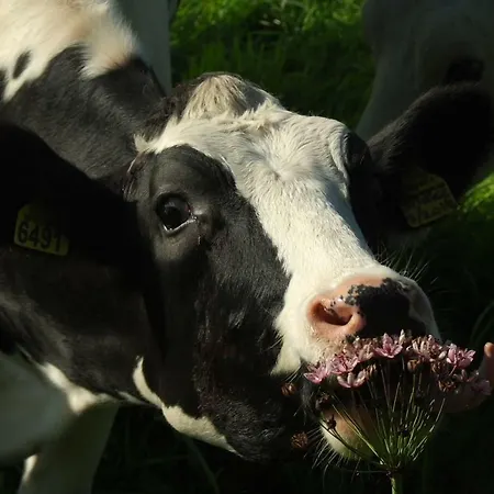 Jo's Nyaraló Purmer