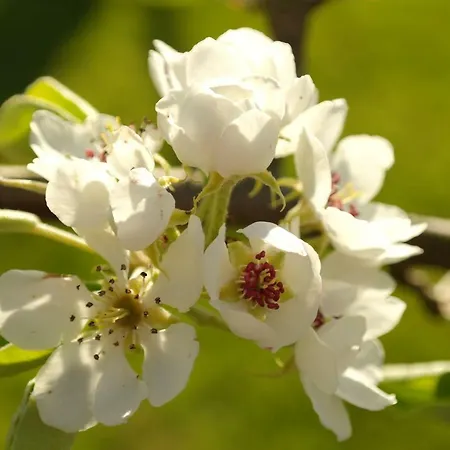 Jo's Nyaraló Purmer